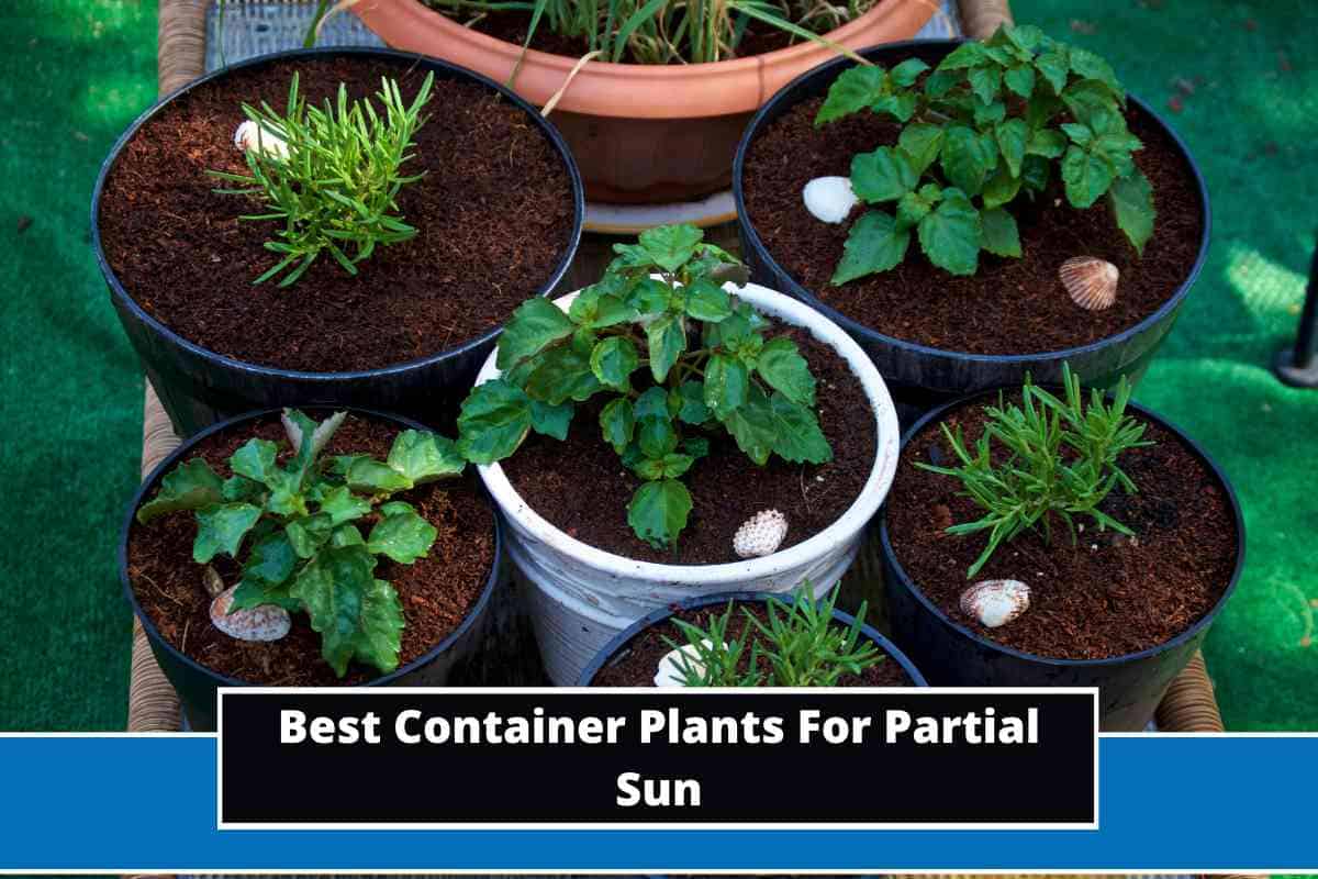 6 Best Container Plants For Partial Sun