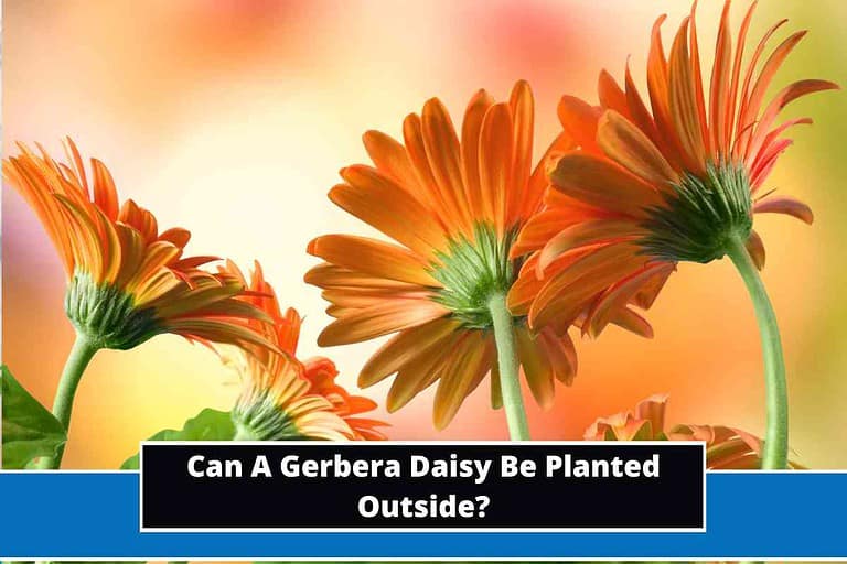 Can A Gerbera Daisy Be Planted Outside