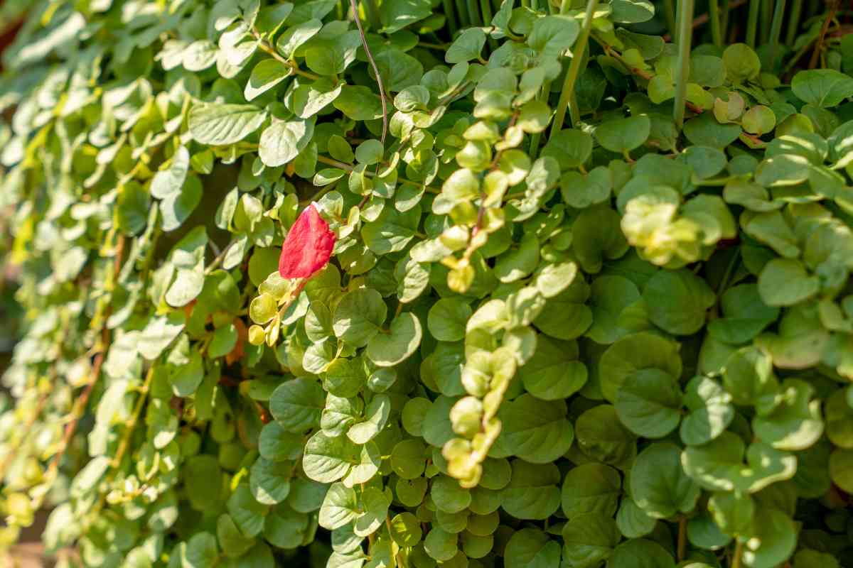 6 Best Container Plants For Partial Sun