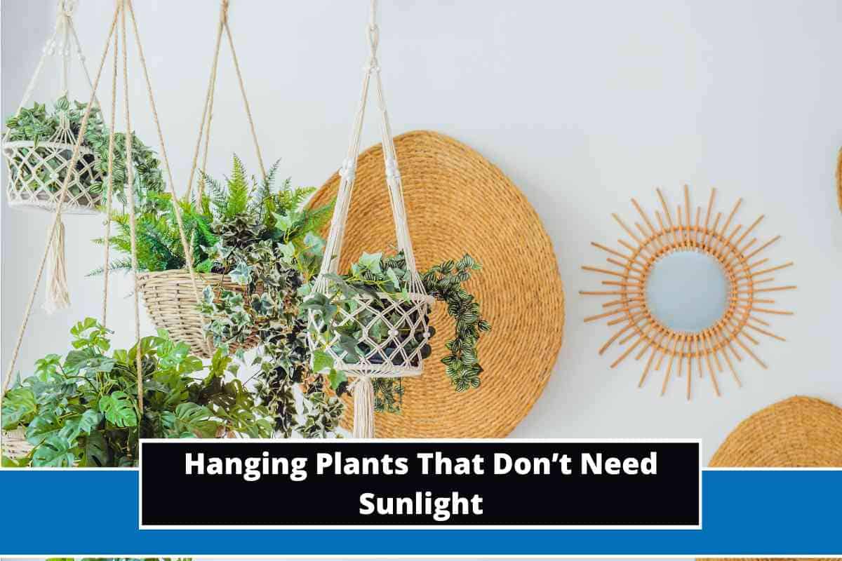 5 Best Hanging Plants That Don’t Need Sunlight