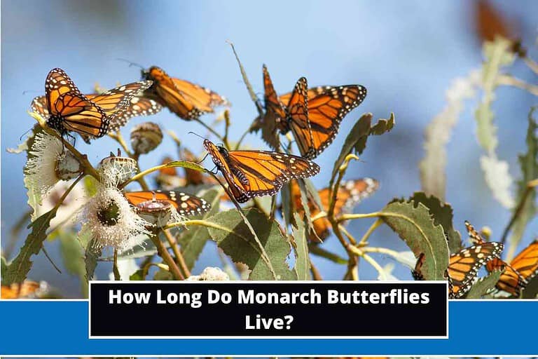 How Long Do Monarch Butterflies Live