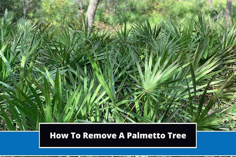 How To Remove A Palmetto Tree