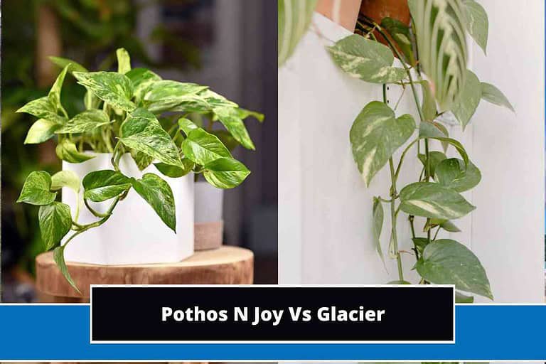 Pothos N Joy Vs Glacier