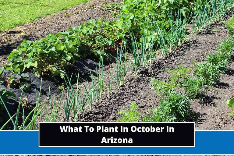 What To Plant In October In Arizona