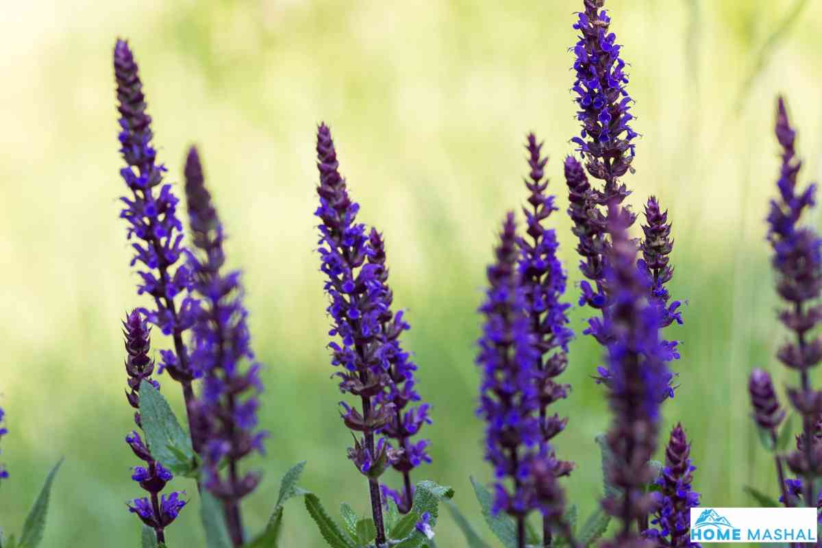 9 Beautiful Purple Perennial Flowers (With Photos)