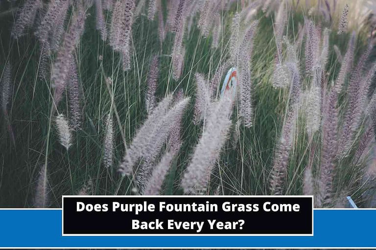 Does Purple Fountain Grass Come Back Every Year