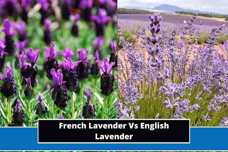 French Lavender Vs English Lavender