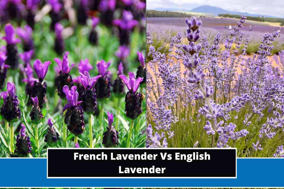 French Lavender Vs English Lavender Major Differences