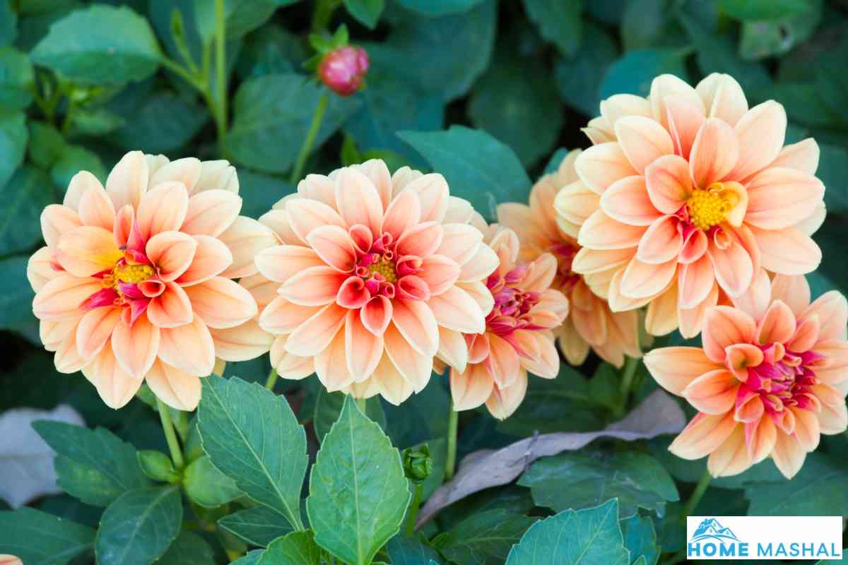 When To Plant Dahlias In California?