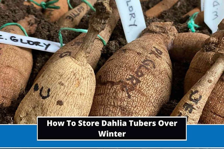 How To Store Dahlia Tubers Over Winter