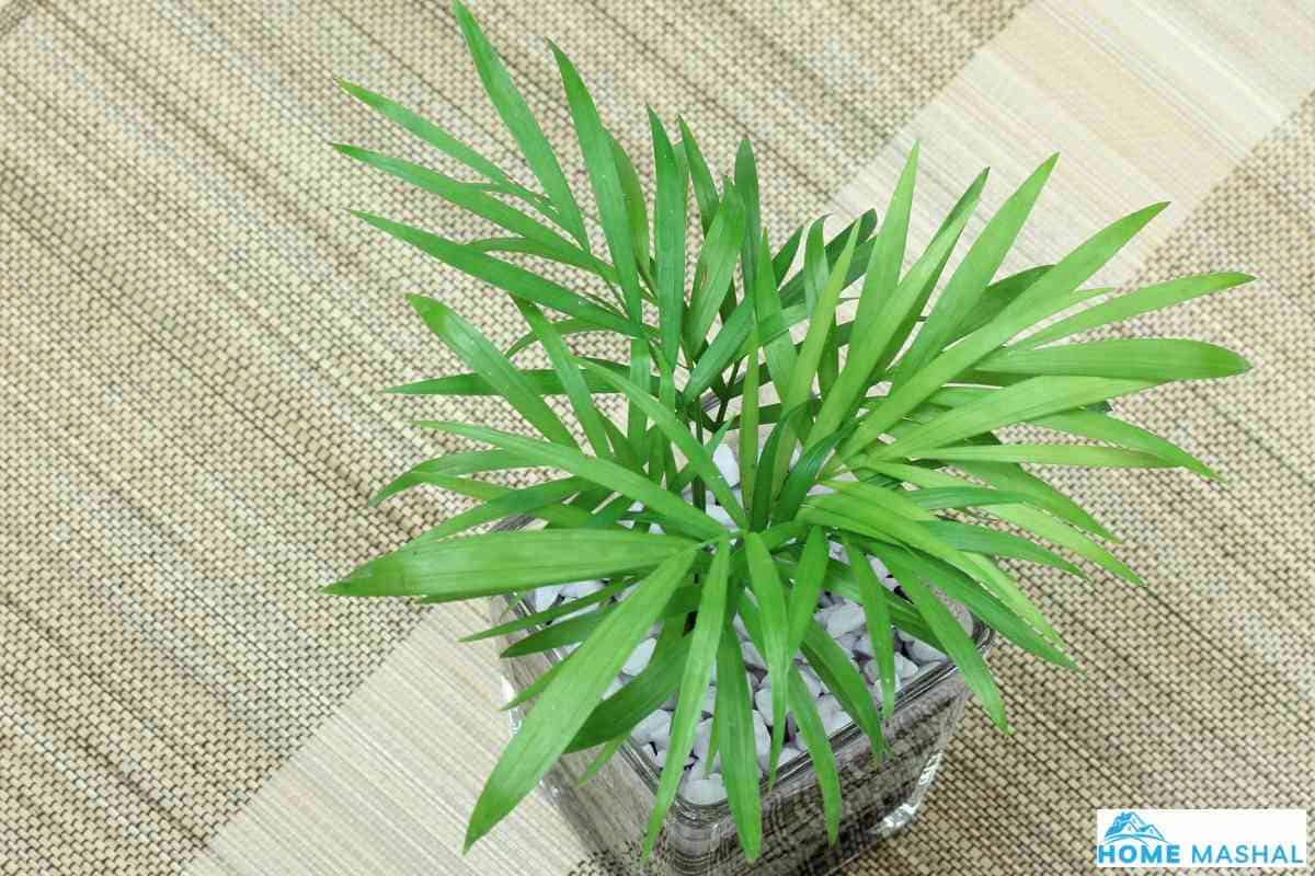 8 Best Plants For Rooms Without Windows