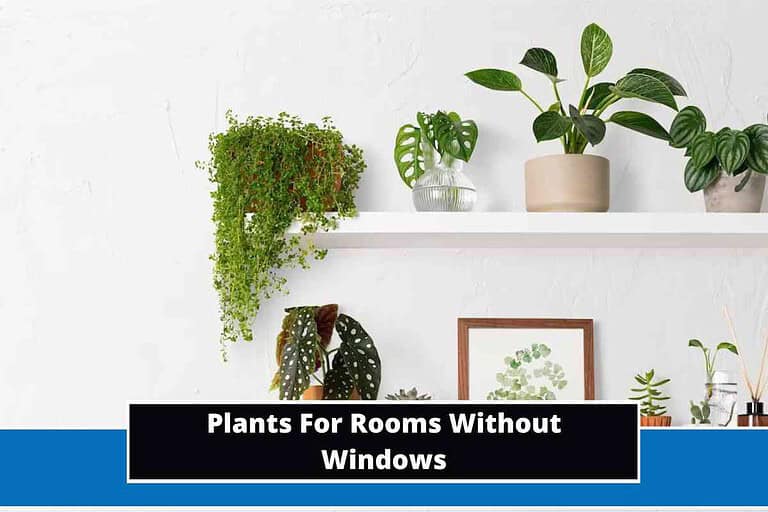 Plants For Rooms Without Windows