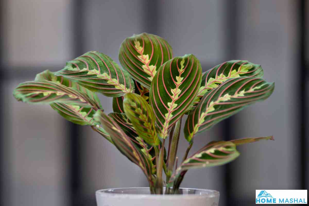 8 Best Plants For Rooms Without Windows