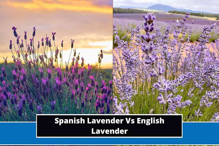 Spanish Lavender Vs English Lavender