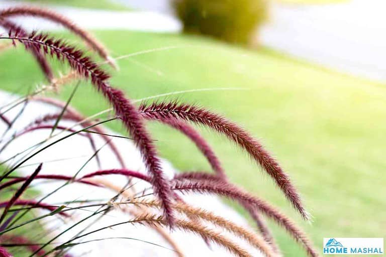 Does Purple Fountain Grass Come Back Every Year?