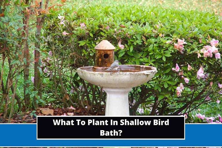 What To Plant In Shallow Bird Bath