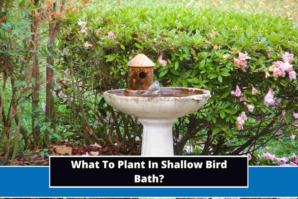 What To Plant In Shallow Bird Bath? (6 Suggestions)