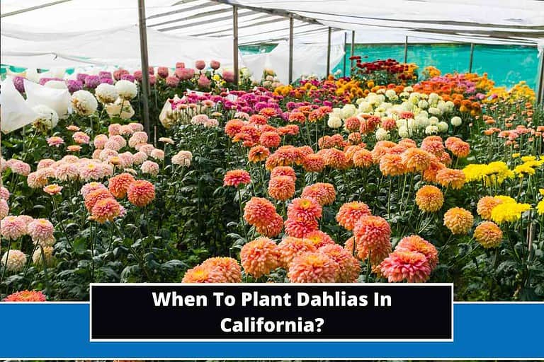 When To Plant Dahlias In California