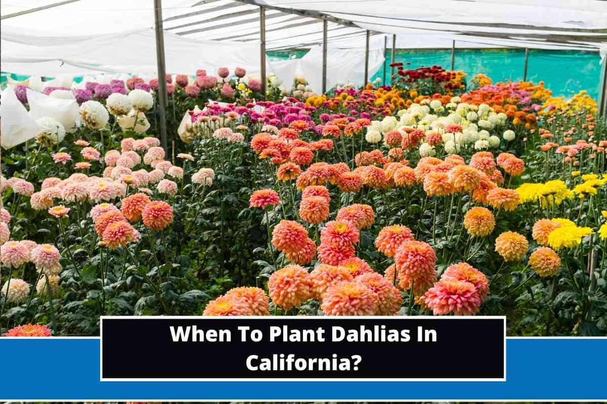 When To Plant Dahlias In California?