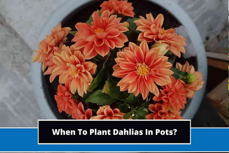 When To Plant Dahlias In Pots