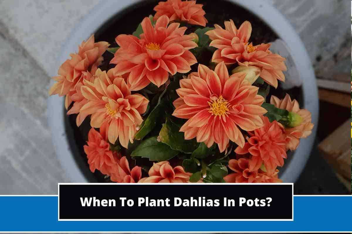 When to plant dahlias in pots 
