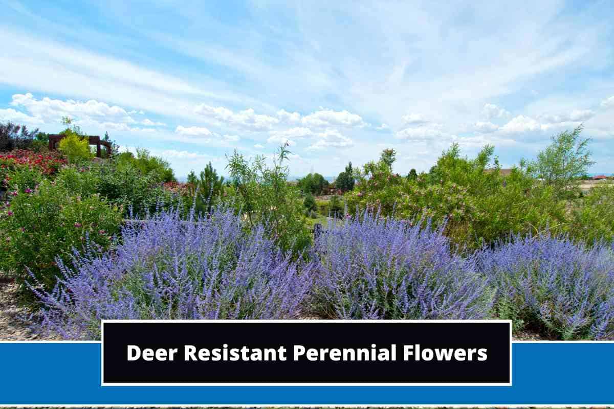 8 Best Deer Resistant Perennial Flowers (With Photos)