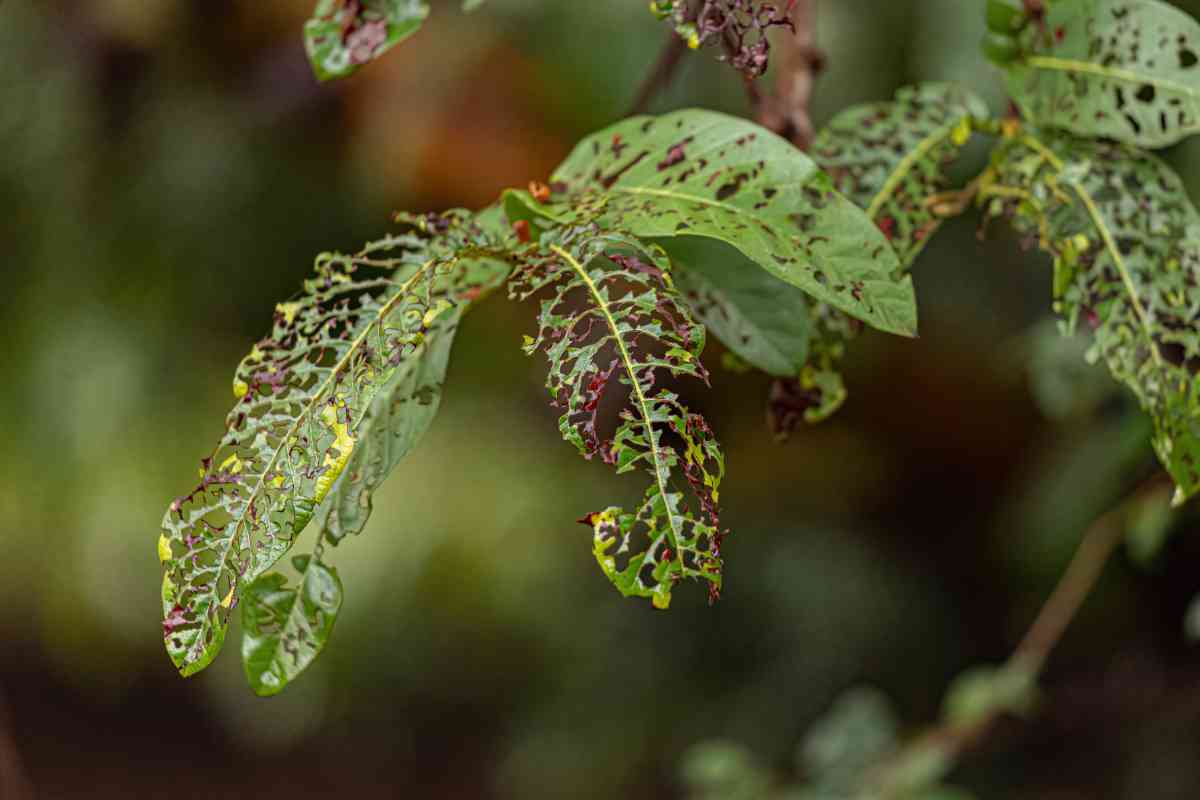 Stop Inescts How To Stop Insects Eating Plant Leaves Naturally