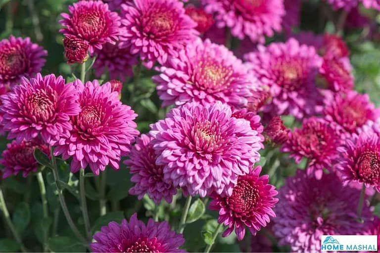 21 Beautiful Plants That Keep Bugs Away