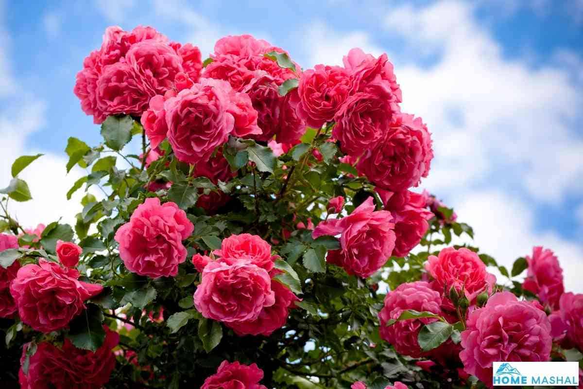 32 Perennial Flowers That Bloom From Spring To Fall