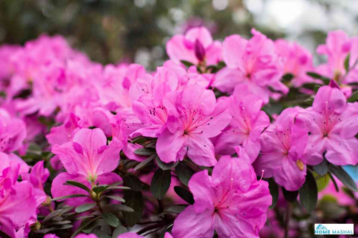 21 Beautiful Traditional Italian Flowers (+ Image)