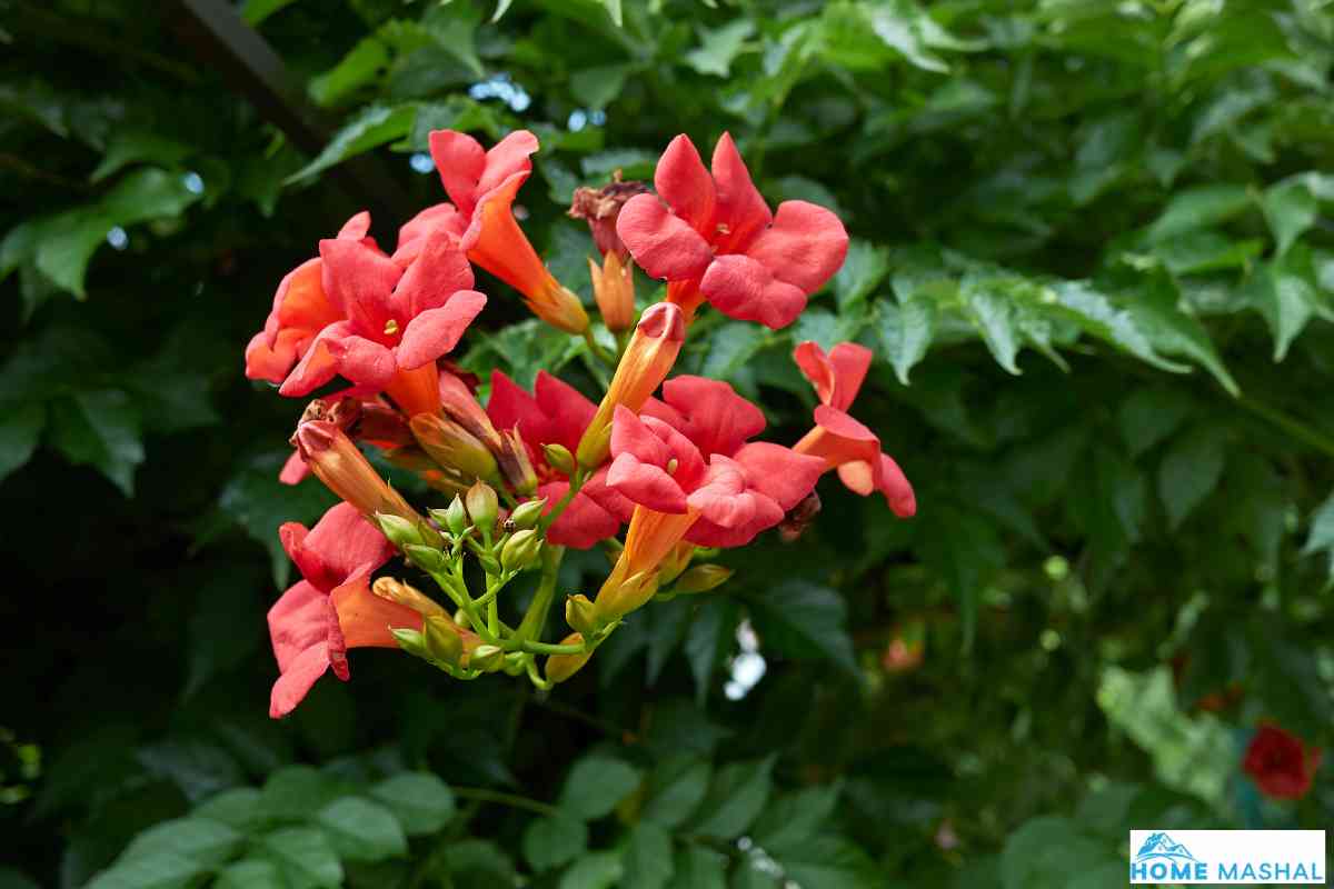 25 Flowering Vines That Bloom All Summer