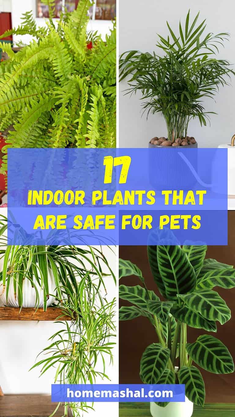 17 Cute Indoor Plants That Are Safe For Pets