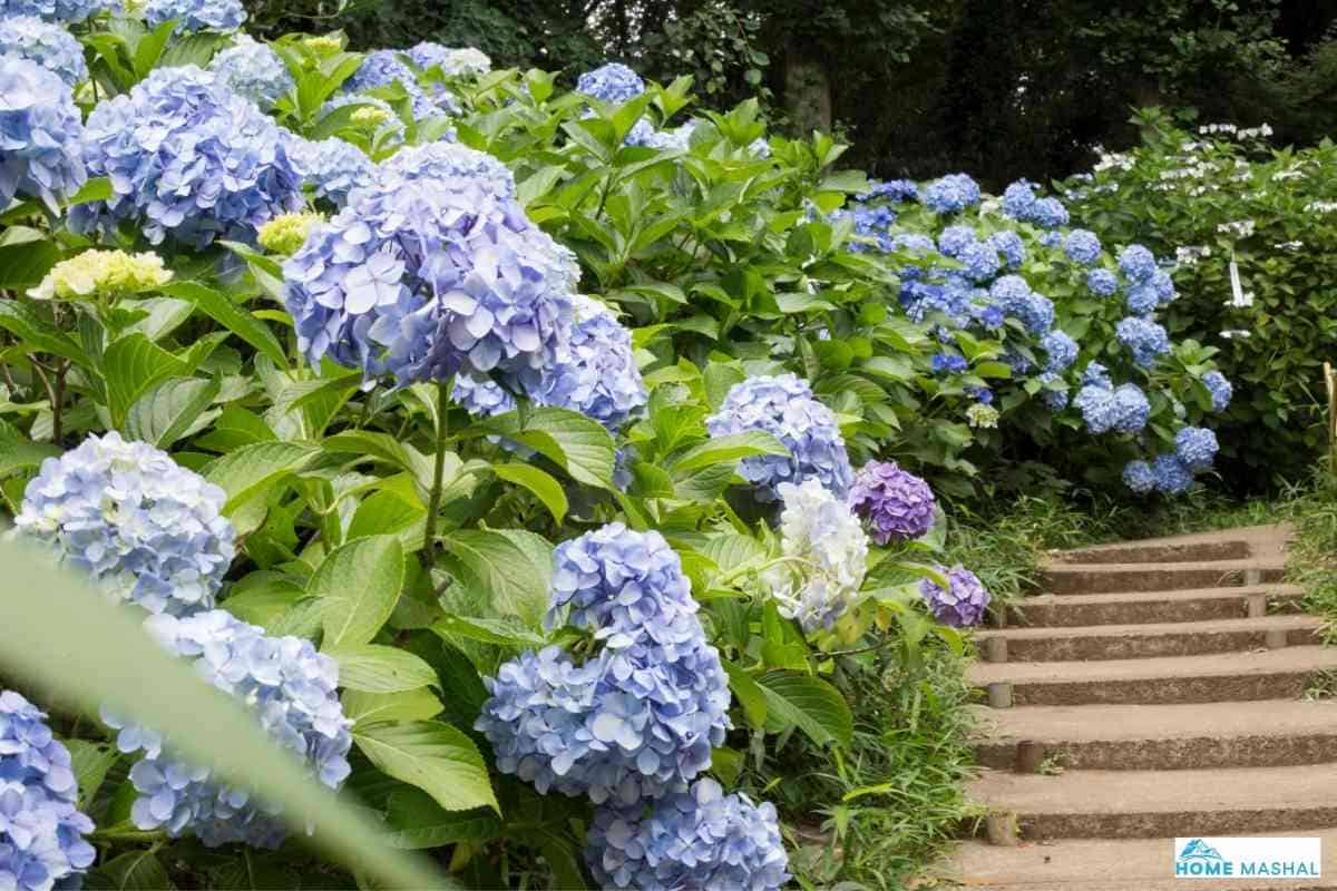 Italian Rustic Flowers 21 Beautiful Traditional Italian Flowers (+ Image)