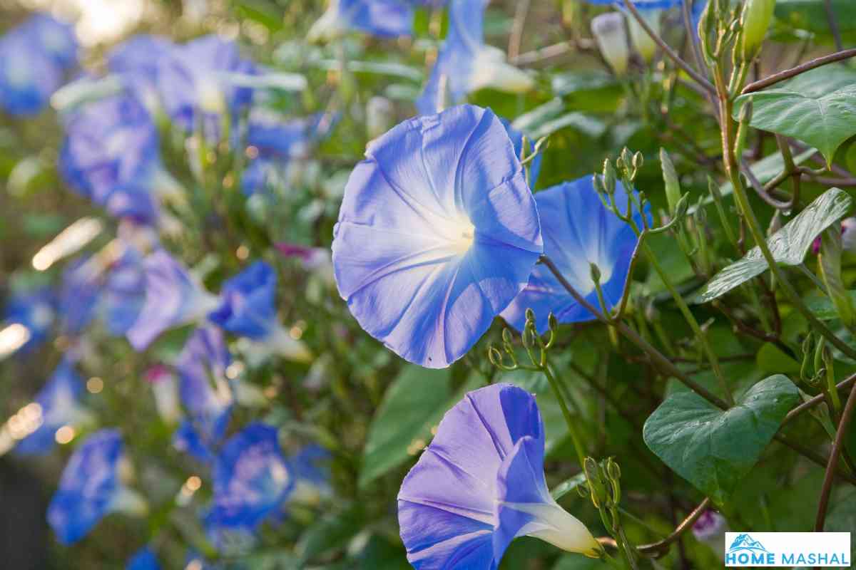 25 Flowering Vines That Bloom All Summer