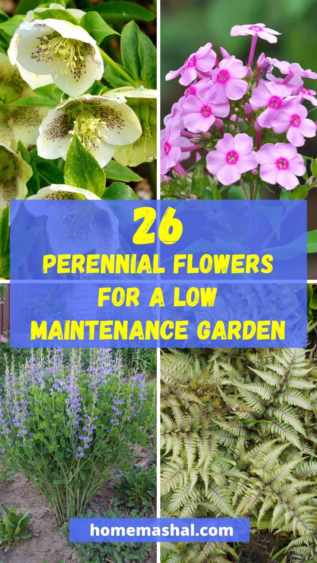 26 Perennial Flowers for a Low-Maintenance Garden