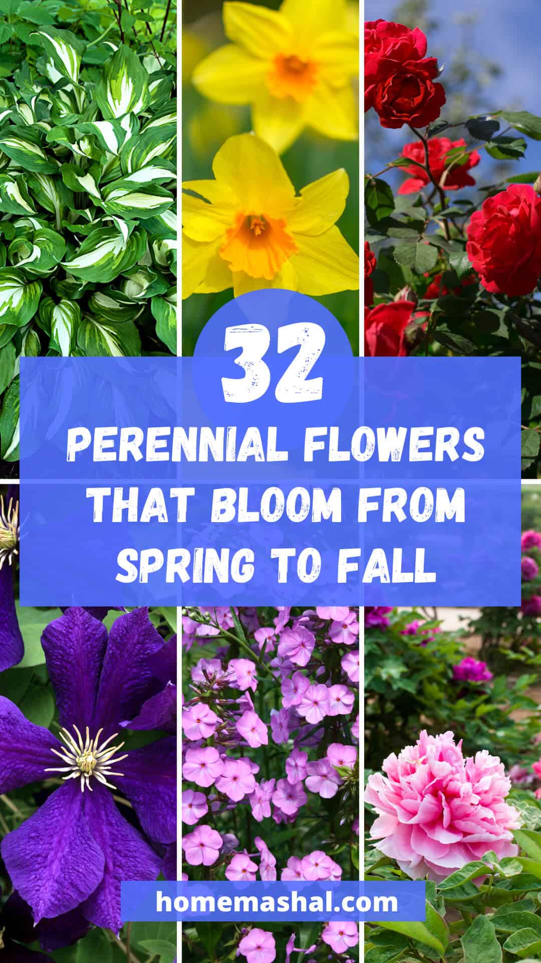 32 perennial flowers that bloom from spring to fall