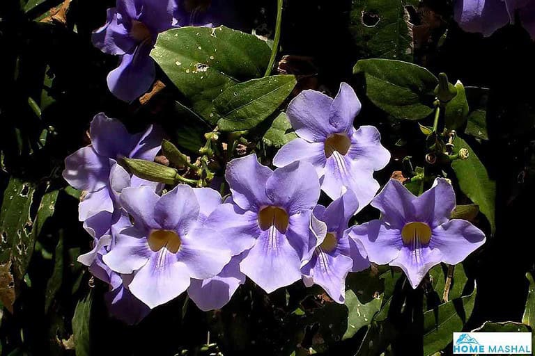 25 Flowering Vines That Bloom All Summer