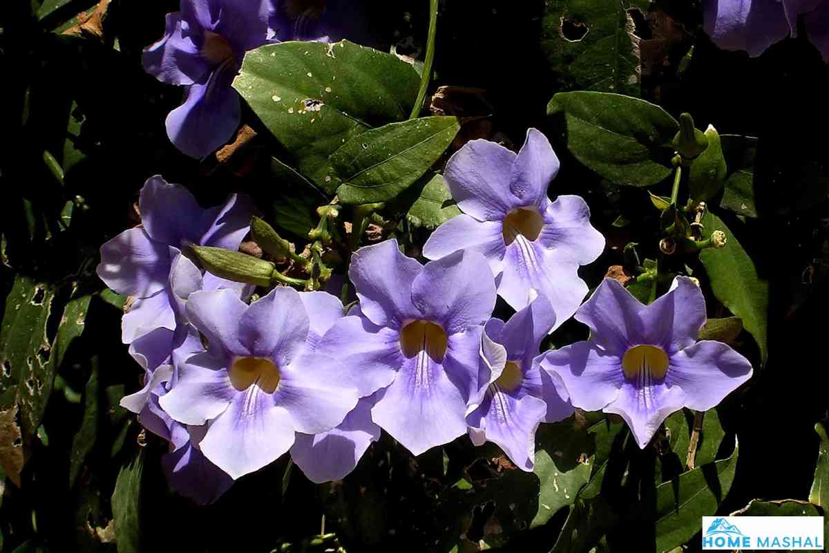25 Flowering Vines That Bloom All Summer